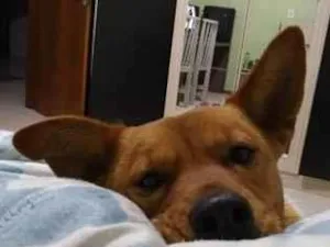 Cachorro raça SRD-ViraLata idade 6 ou mais anos nome Biscui
