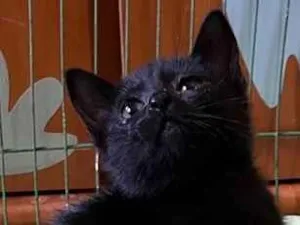Gato raça SRD-ViraLata idade Abaixo de 2 meses nome Maria Eugênia