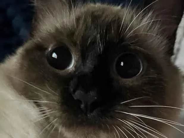 Gato raça Siamês idade 3 anos nome Ághata 