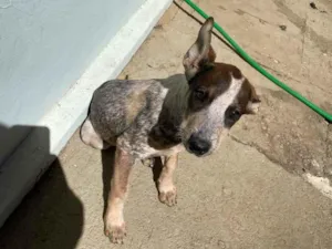 Cachorro raça SRD-ViraLata idade 2 a 6 meses nome Chiquinha