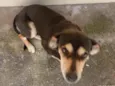 Diva