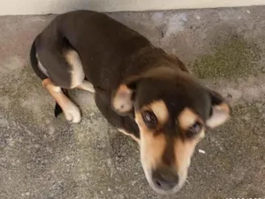 Cachorro raça SRD-ViraLata idade 6 ou mais anos nome Diva