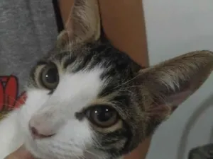 Gato raça SRD-ViraLata idade 2 a 6 meses nome gato macho
