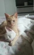 Laranjinha e Folgado