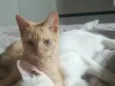 Laranjinha e Folgado