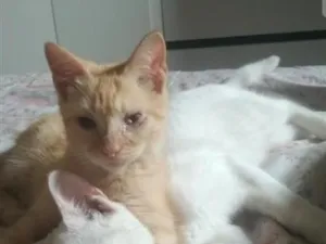 Gato raça SRD-ViraLata idade 2 a 6 meses nome Laranjinha e Folgado