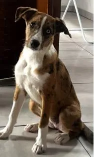 Cachorro raça Poodle idade 7 a 11 meses nome Zoye
