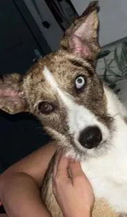 Cachorro raça Poodle idade 7 a 11 meses nome Zoye