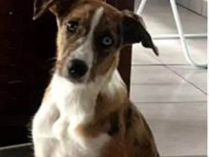Cachorro raça Poodle idade 7 a 11 meses nome Zoye