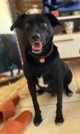 Bo