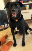 Bo