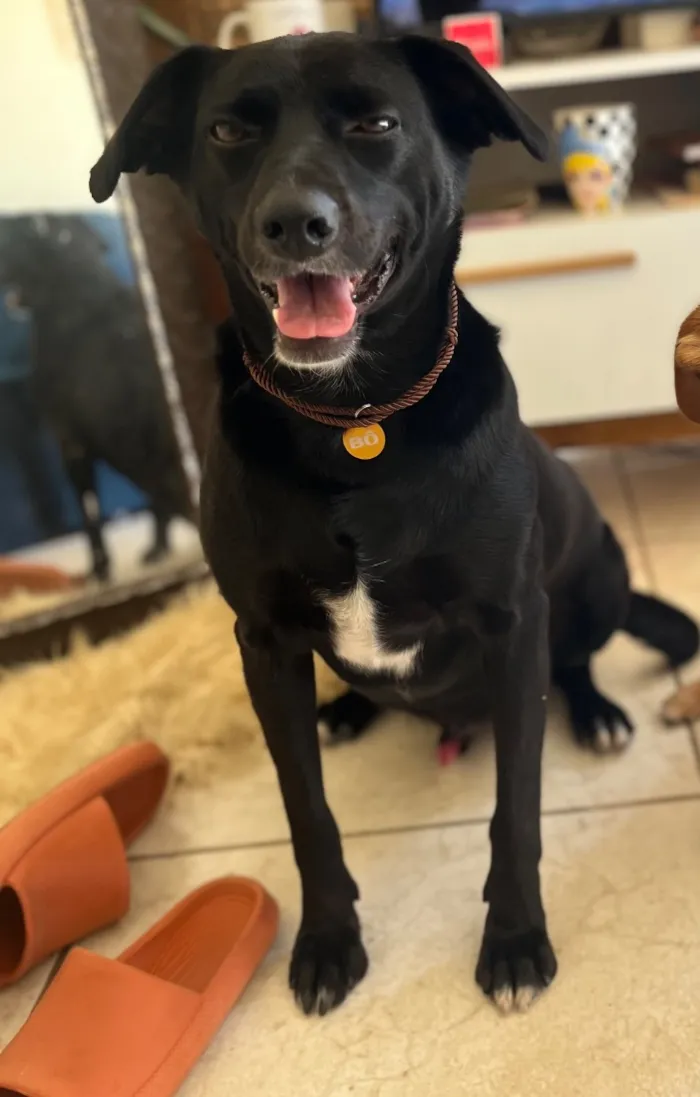 Cachorro raça SRD-ViraLata idade 6 ou mais anos nome Bo