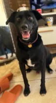 Bo