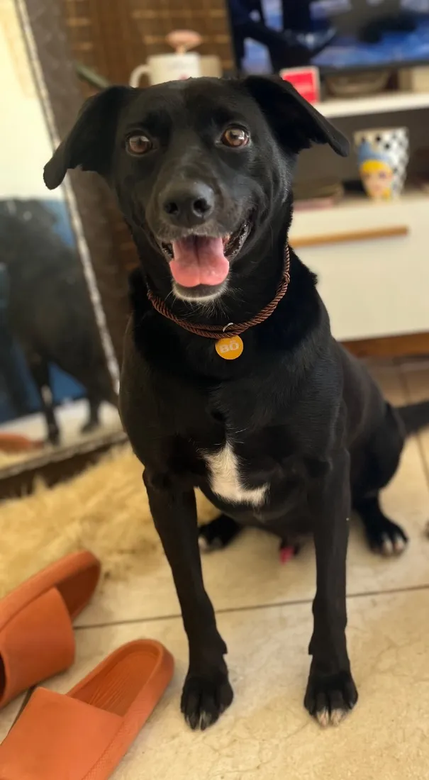 Cachorro raça SRD-ViraLata idade 6 ou mais anos nome Bo