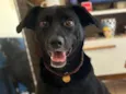 Bo