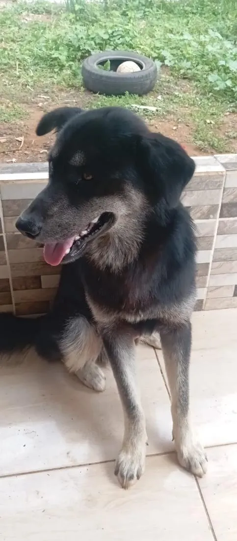 Cachorro raça SRD-ViraLata idade 1 ano nome Rambow