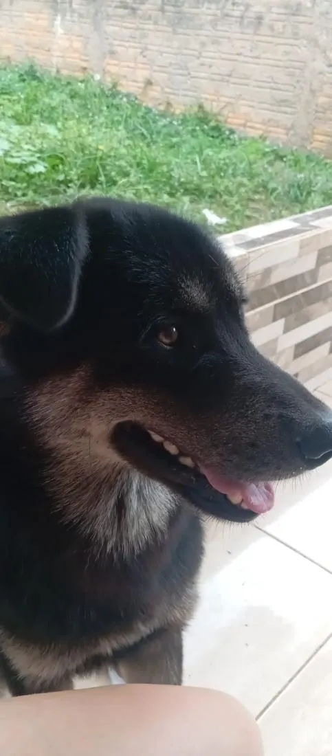 Cachorro raça SRD-ViraLata idade 1 ano nome Rambow