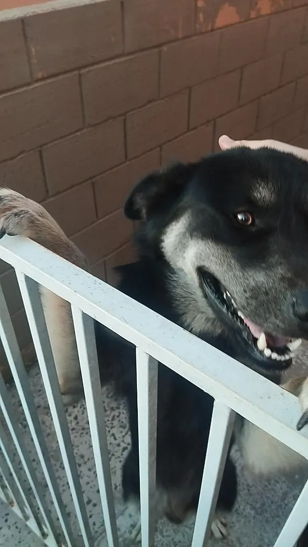 Cachorro raça SRD-ViraLata idade 1 ano nome Rambow