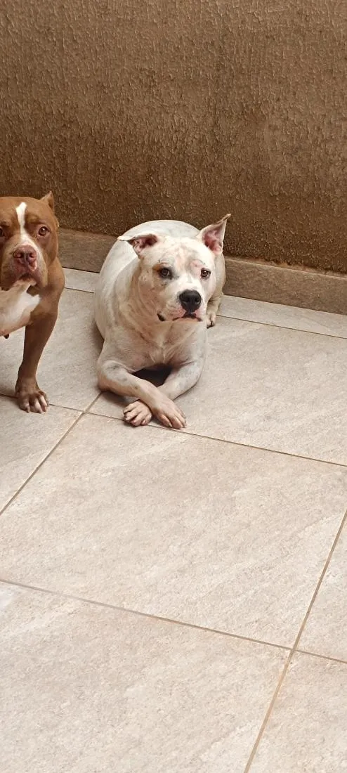 Cachorro raça Pit-Bull idade 2 anos nome círios 