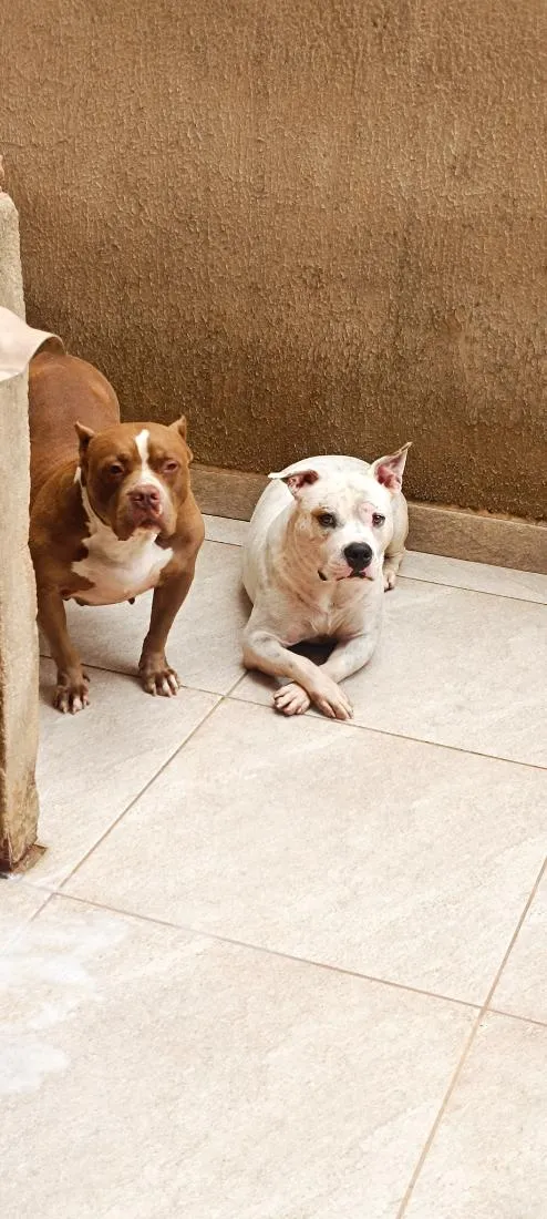 Cachorro raça Pit-Bull idade 2 anos nome círios 