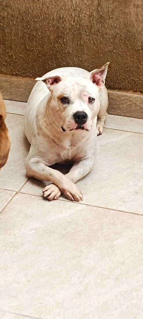 Cachorro raça Pit-Bull idade 2 anos nome círios 