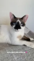 Bela