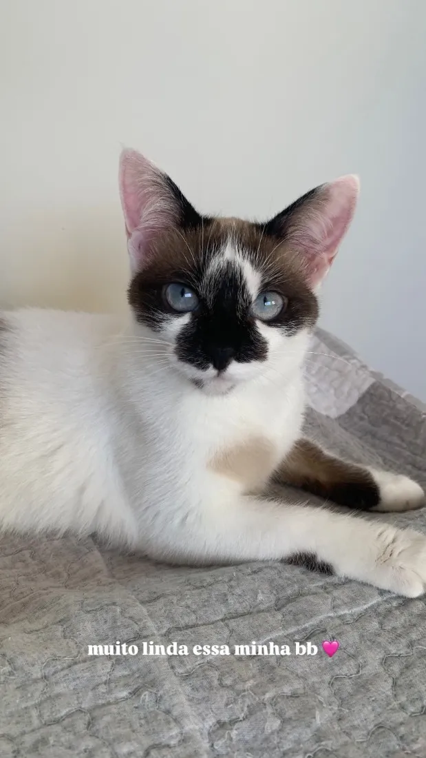 Gato raça SRD-ViraLata idade 2 anos nome Bela