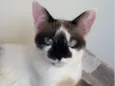 Bela
