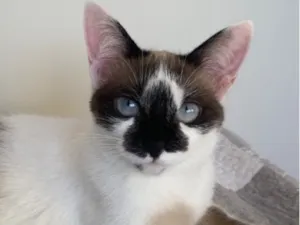 Gato raça SRD-ViraLata idade 2 anos nome Bela