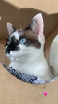 Bela