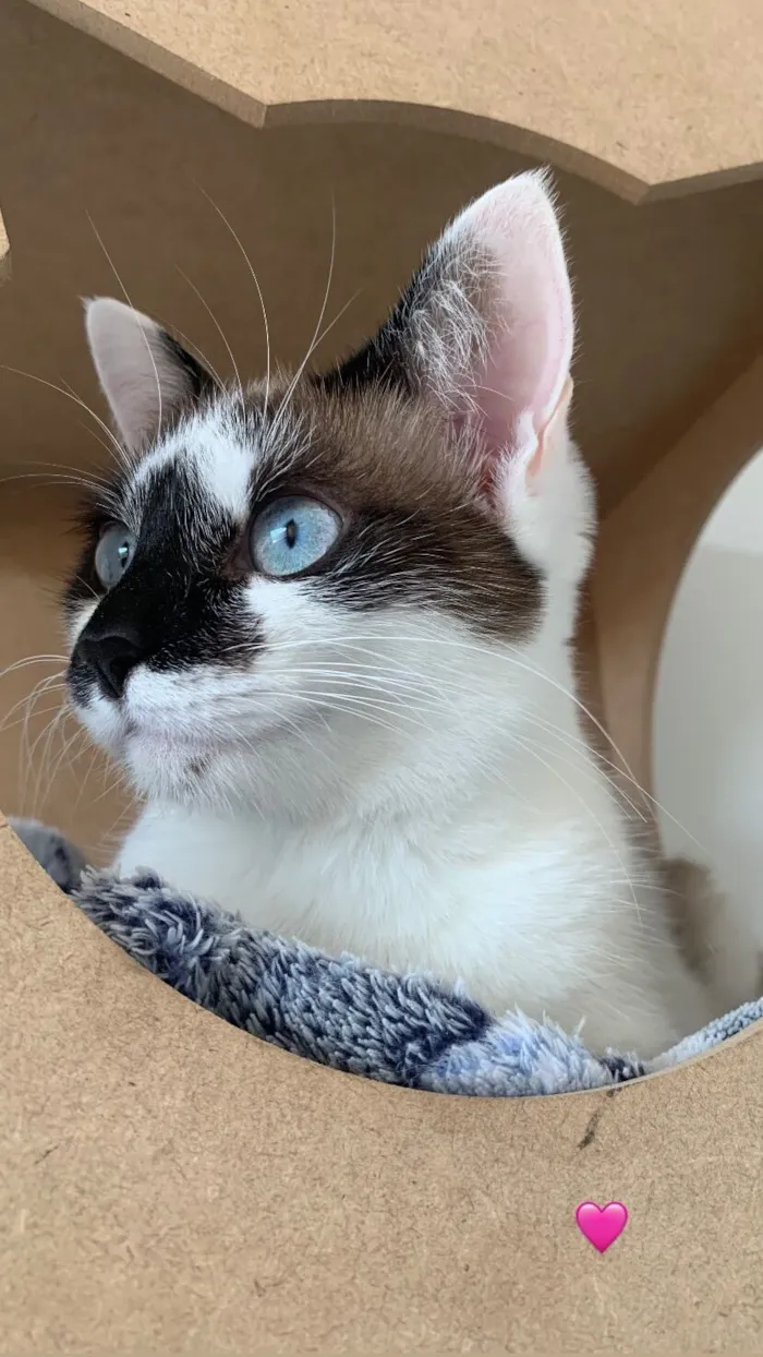 Gato raça SRD-ViraLata idade 2 anos nome Bela