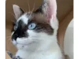 Bela