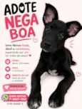 Nega Boa