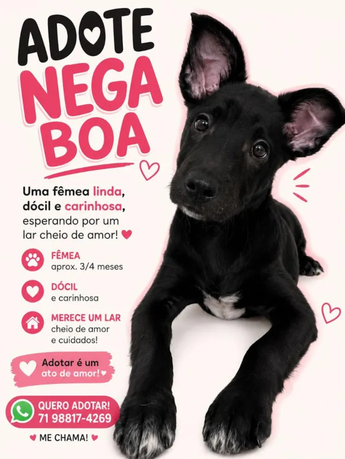 Cachorro raça SRD-ViraLata idade 2 a 6 meses nome Nega Boa