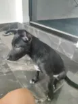 Nega Boa