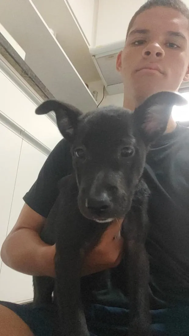 Cachorro raça SRD-ViraLata idade 2 a 6 meses nome Nega Boa