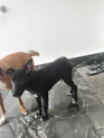 Nega Boa