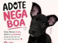 Nega Boa