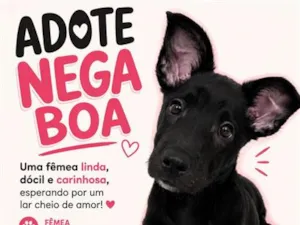 Cachorro raça SRD-ViraLata idade 2 a 6 meses nome Nega Boa