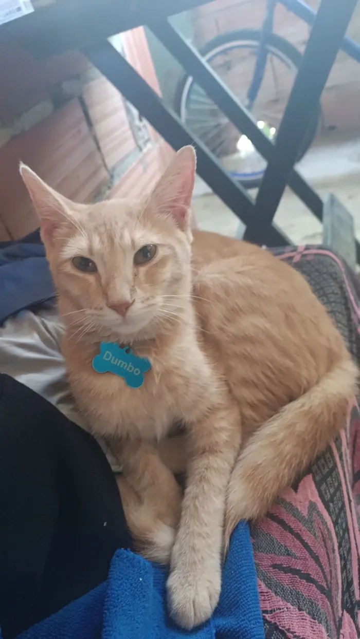 Gato raça SRD-ViraLata idade 7 a 11 meses nome Dumbo