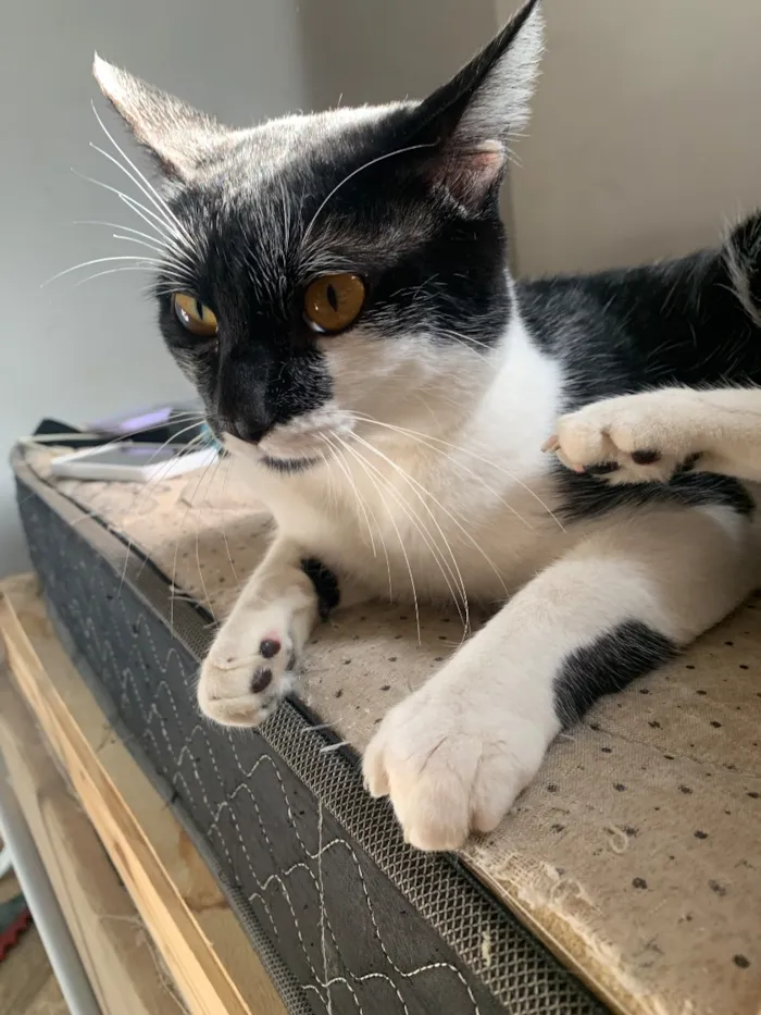 Gato raça SRD-ViraLata idade 1 ano nome Ambrouse