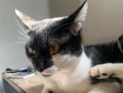 Gato raça SRD-ViraLata idade 1 ano nome Ambrouse