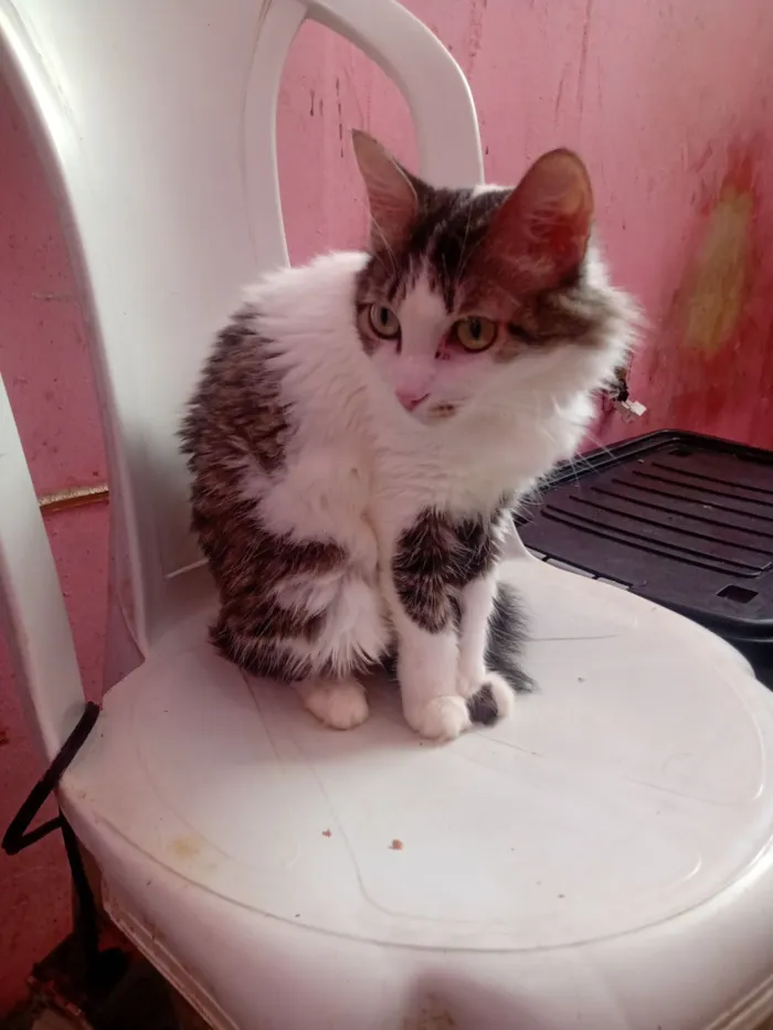Gato raça Persa idade 1 ano nome Renata