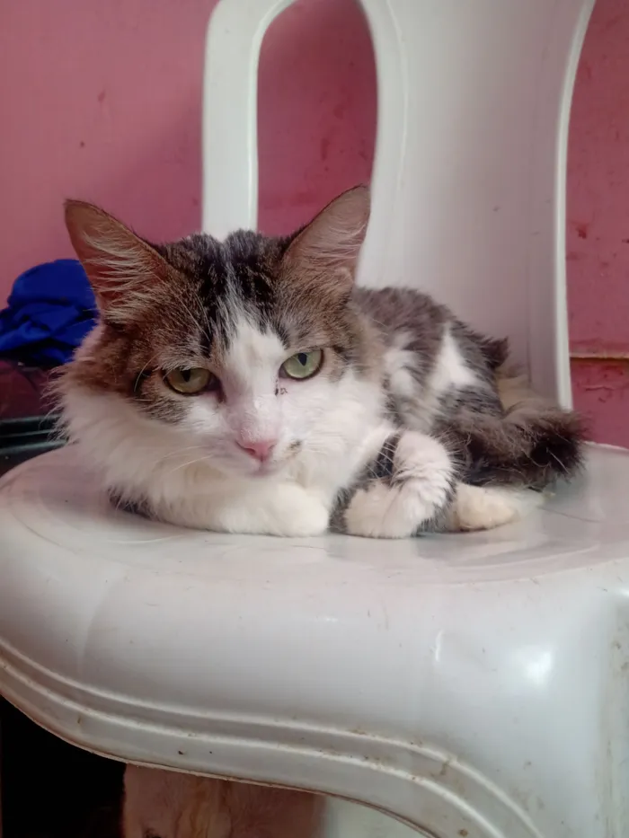 Gato raça Persa idade 1 ano nome Renata