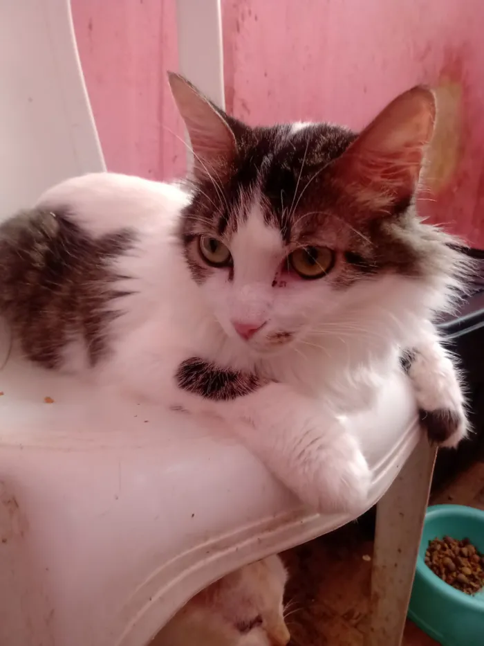 Gato raça Persa idade 1 ano nome Renata