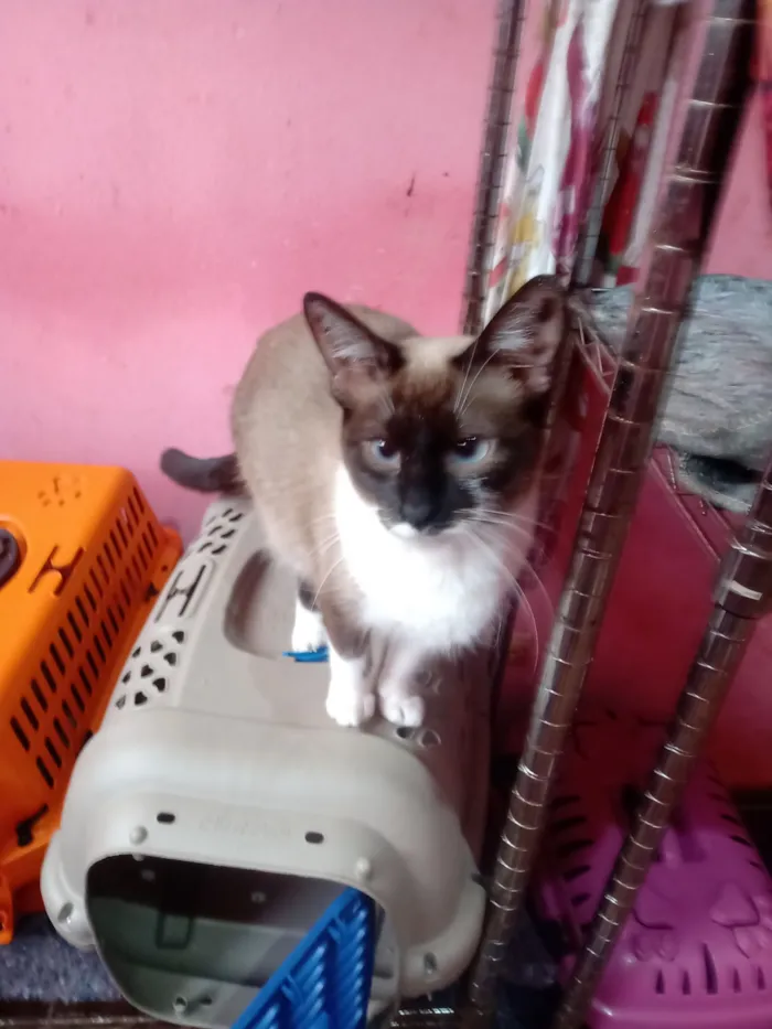 Gato raça Siamês idade 1 ano nome Stéffannt Vitória
