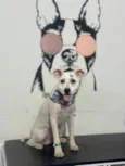 Jake