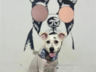 Cachorro raça SRD-ViraLata idade 1 ano nome Jake