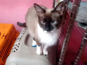 Gato raça Siamês idade 1 ano nome Stéffannt Vitória