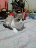 Vandinha